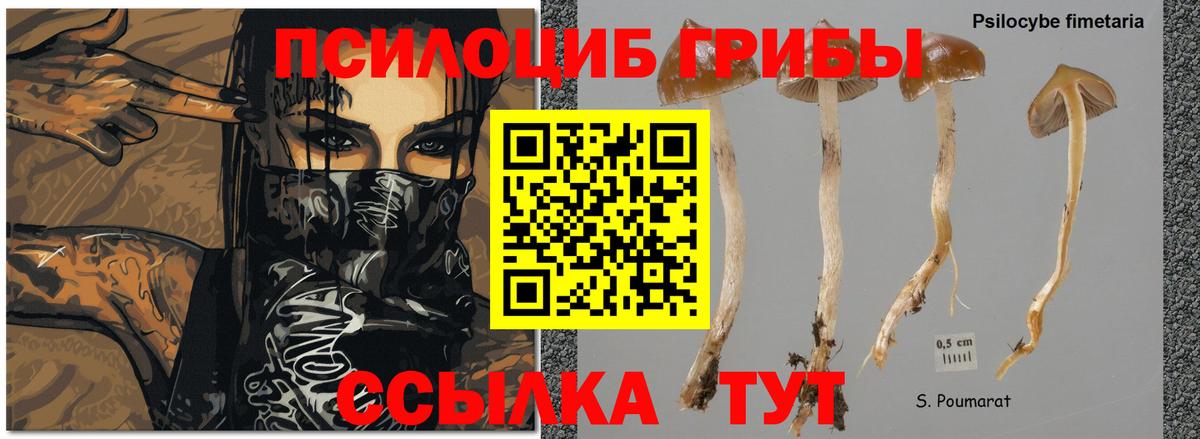 Галлюциногенные грибы Psilocybine cubensis Ногинск